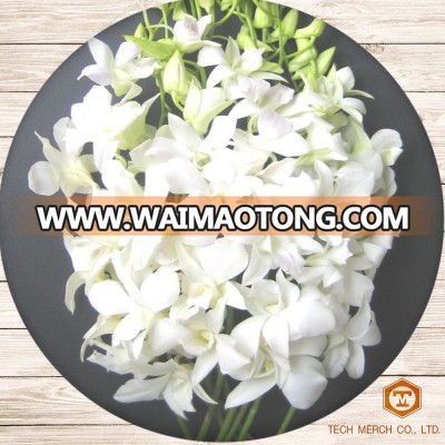 Thai Dendrobium Orchids White