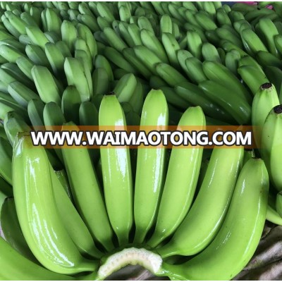 Cheap Price Fresh Banana Green Banana Cavendish Banana