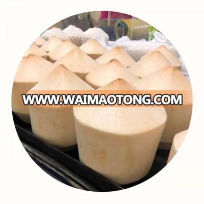 Hight Quality Diamond Shape Fresh Young Coconut (Nam Hom)