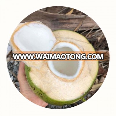 COCONUT WHOLESALE FRESH COCONUT YOUNG COCONUT